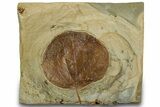 Fossil Leaf (Zizyphoides) - Montana #305953-1